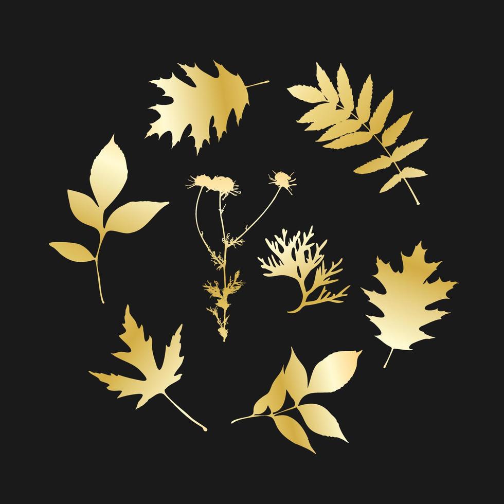 Gold leaves isolated , round set leave and camomile, dark background. vector