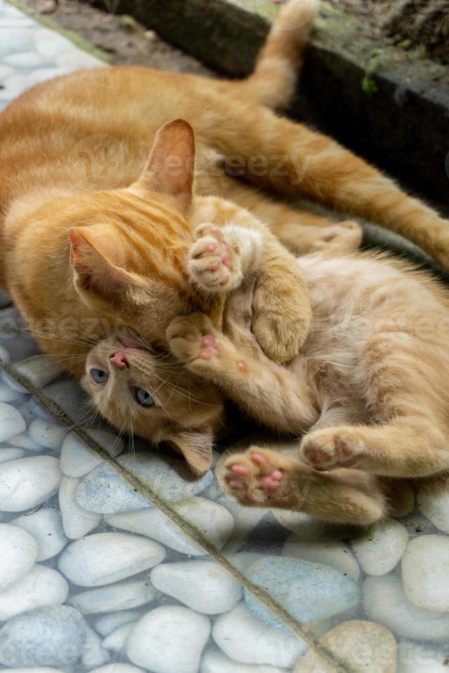 gatito blanco y naranja. dos gatos diferentes jugando y corriendo al aire libre. foto