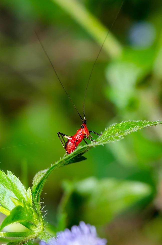 conocephalus melas pequeño grillo rojo foto