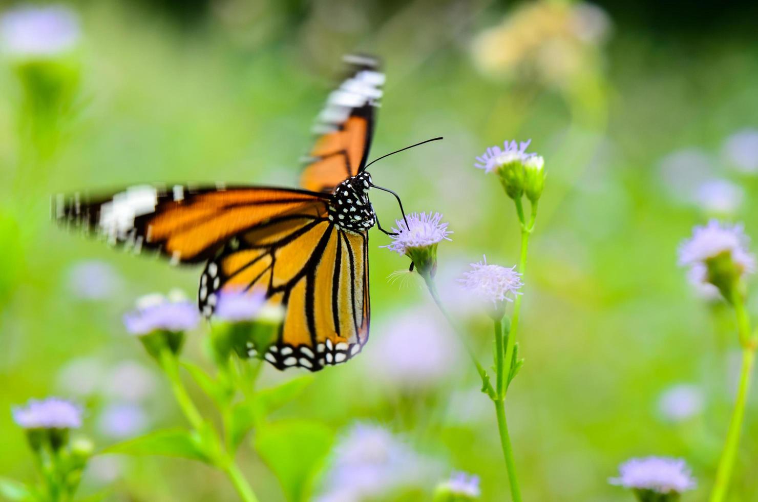 tigre común o mariposa danaus genutia foto