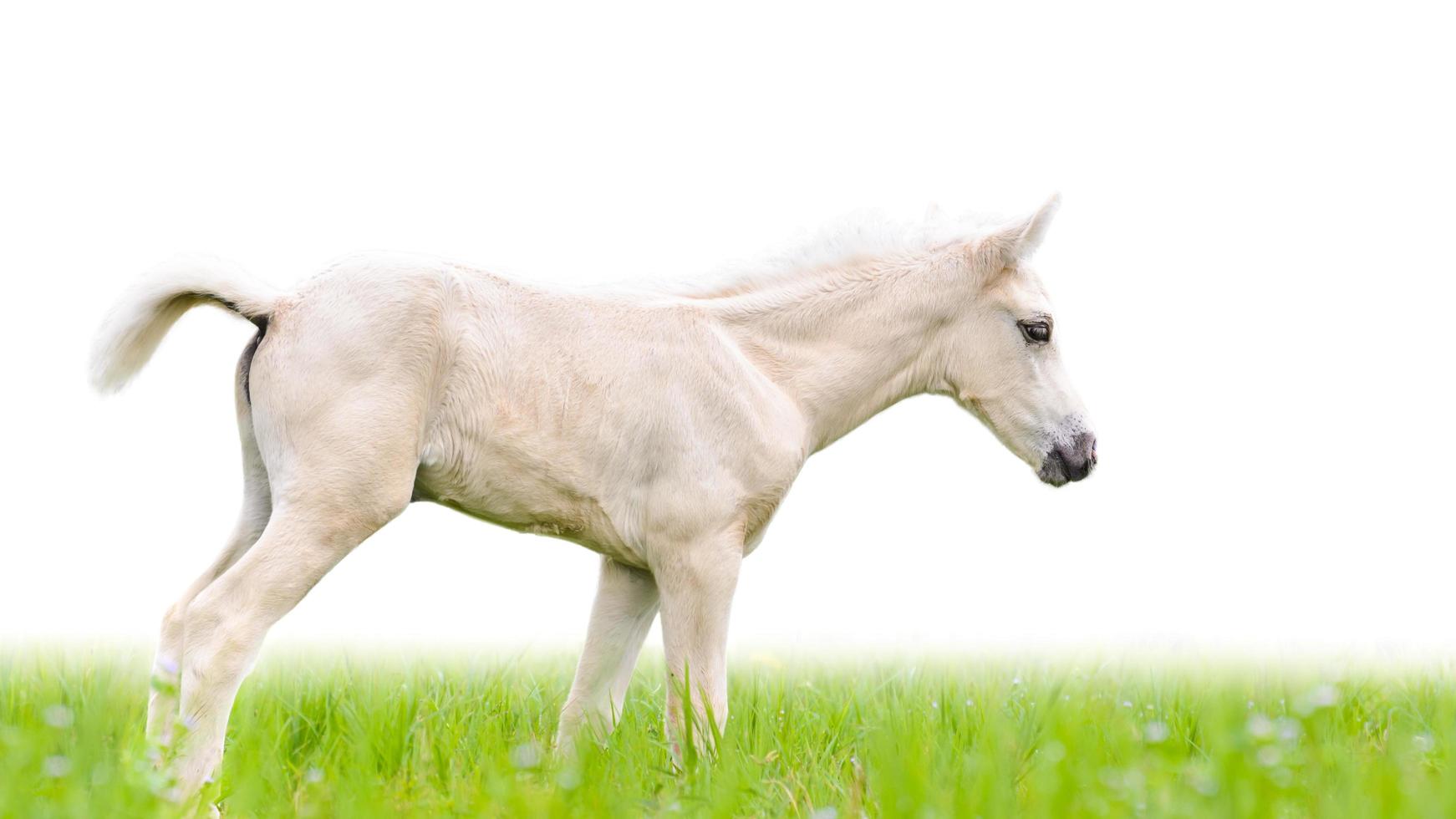 potro de caballo en hierba aislado en blanco foto