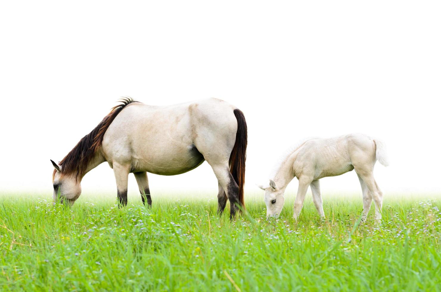 Horse mare and foal in grass on white background photo