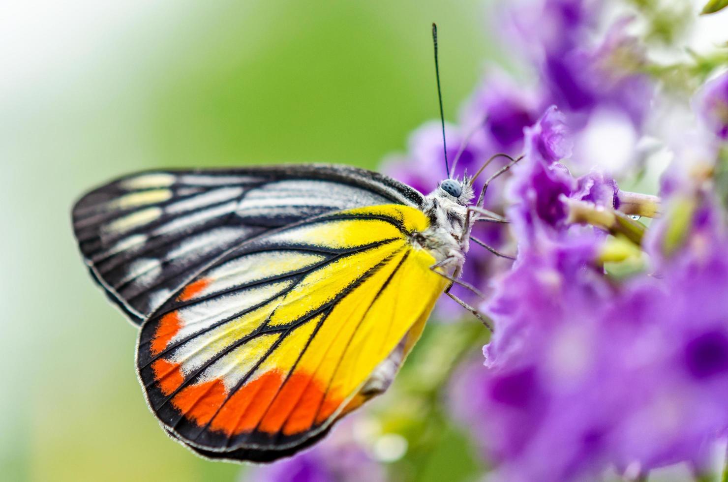 mariposa colorida jezabel pintada foto