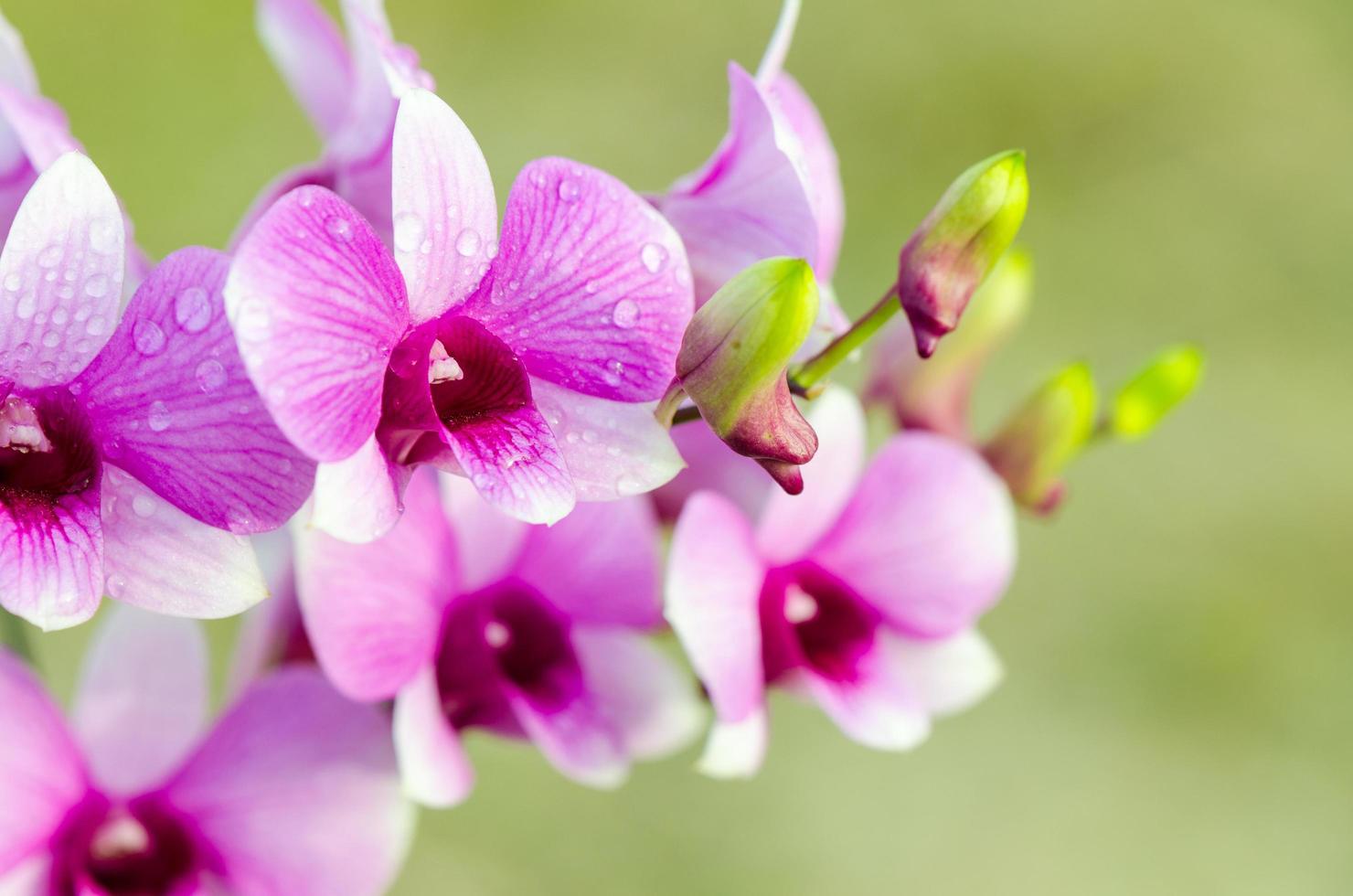 los híbridos de orquídeas dendrobium son rayas blancas y rosas foto