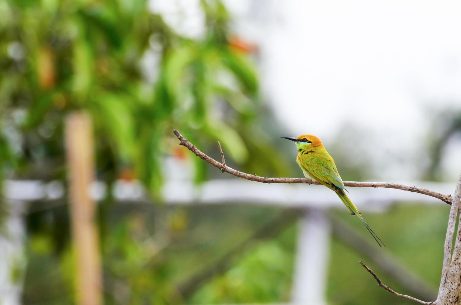 Little Green Bee Eater bird photo