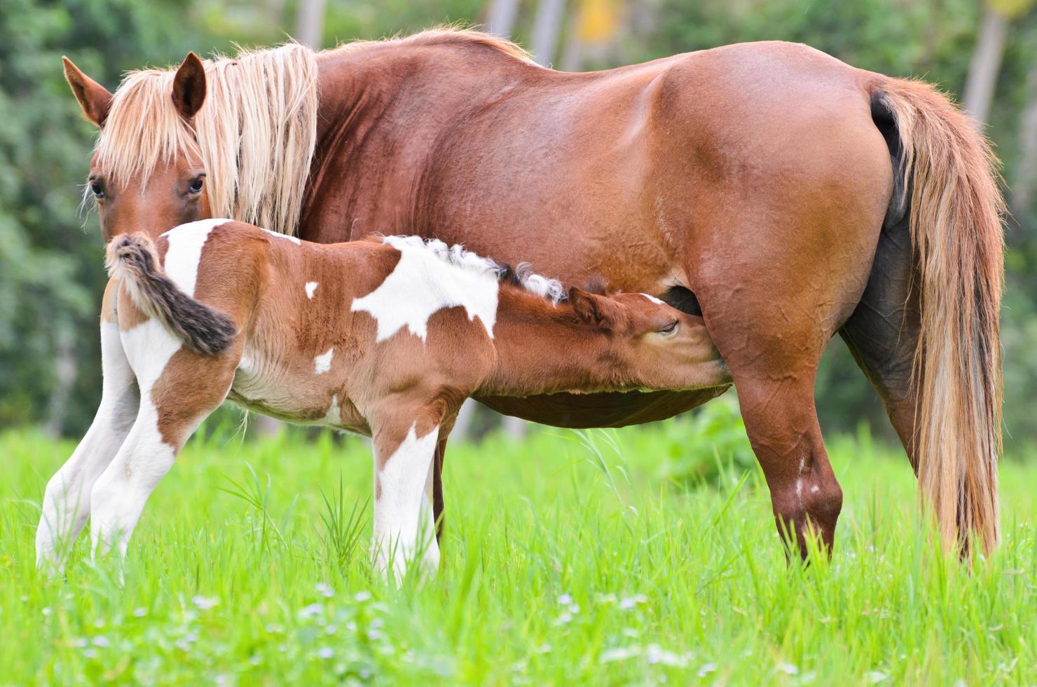 Brown foal suckling from mare photo