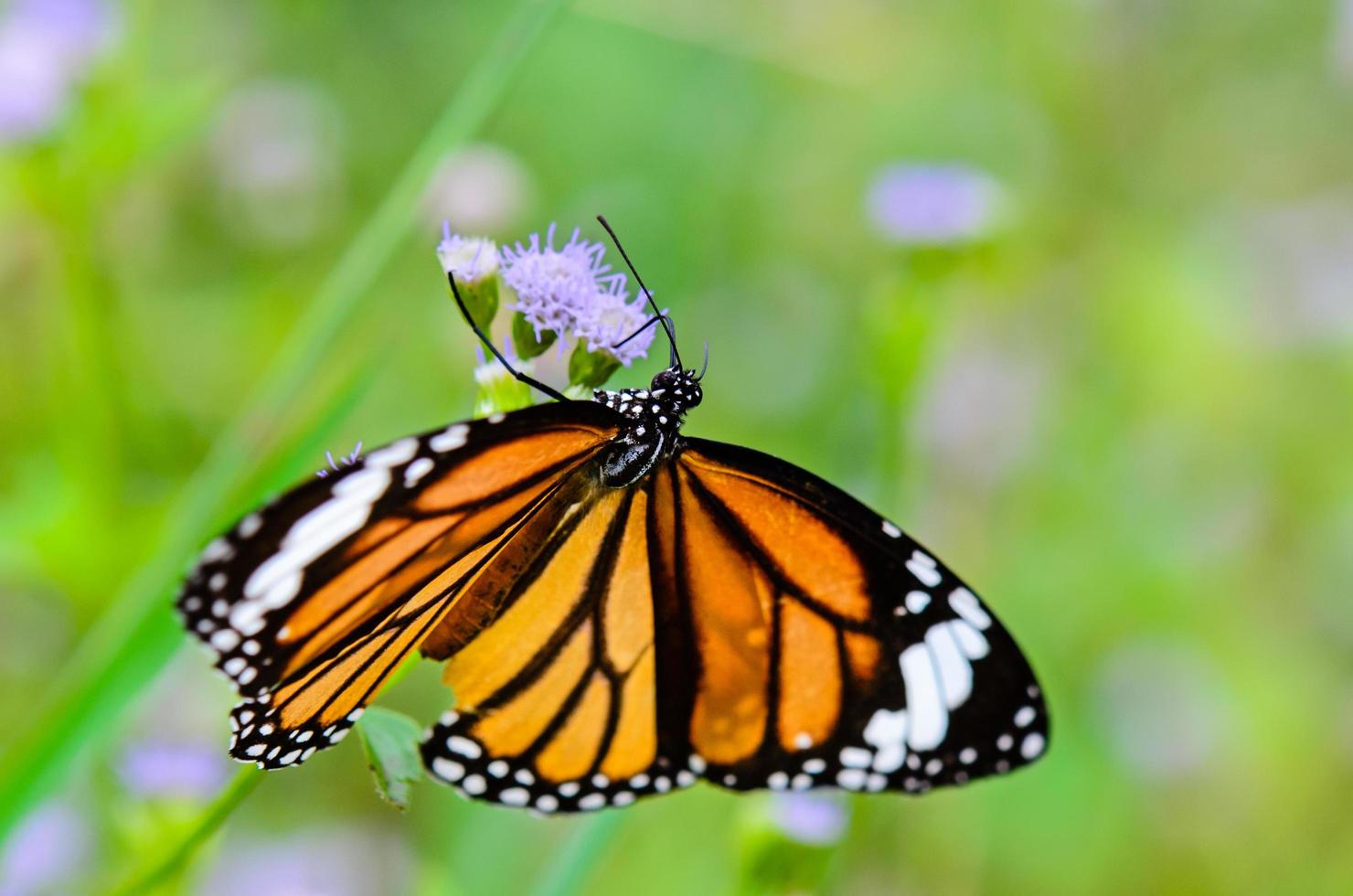 Close up Common Tiger or Danaus genutia butterfly photo