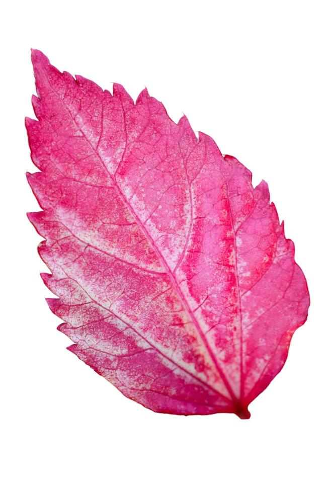 hoja rosada del hibisco aislada en blanco foto