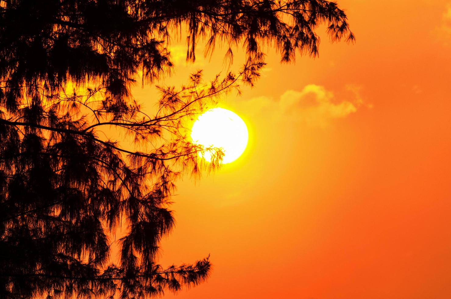 Silhouette of the tree and the sun in a light orange yellow at sunset photo