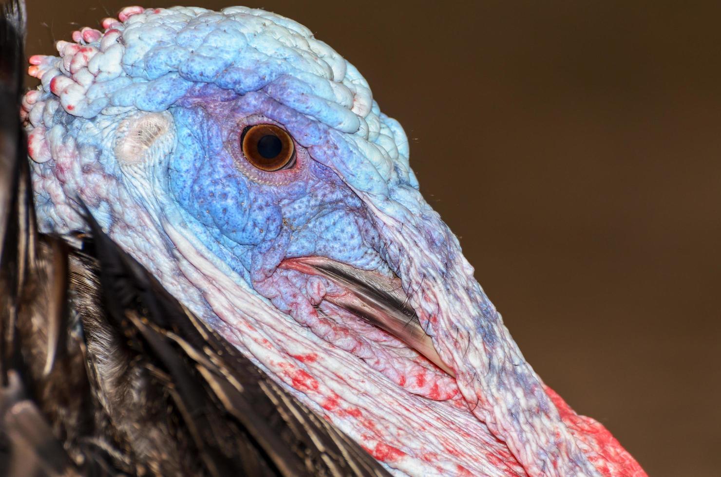 Closeup head of male wild turkey photo