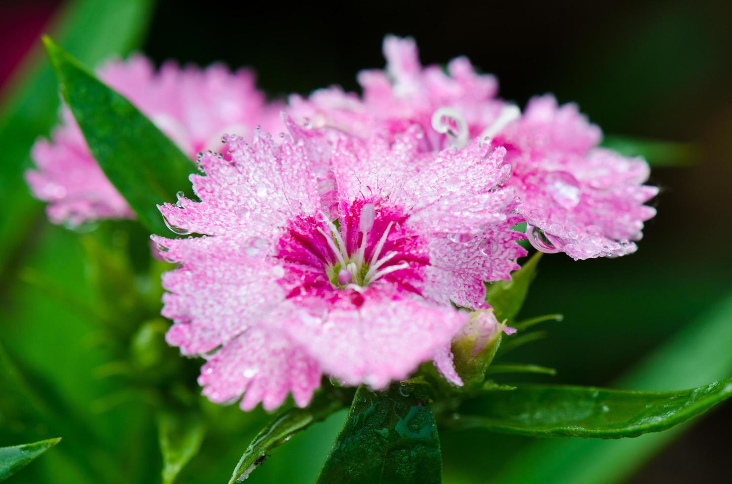Pink Dianthus flowers filled with dew drops photo