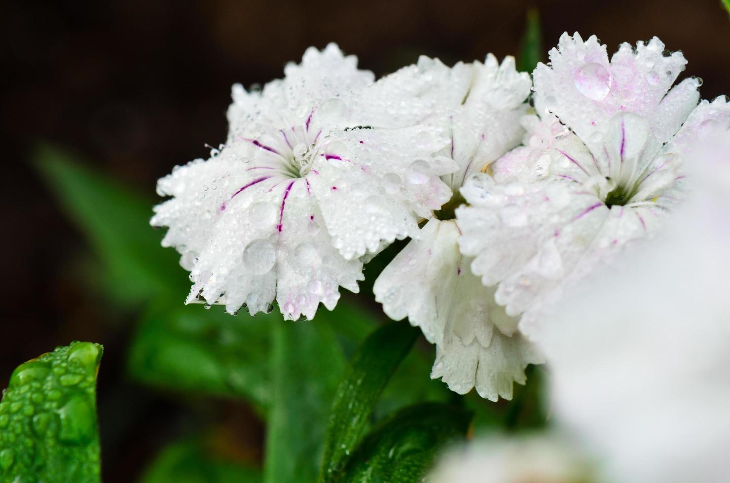 White Dianthus flowers filled with dew drops photo