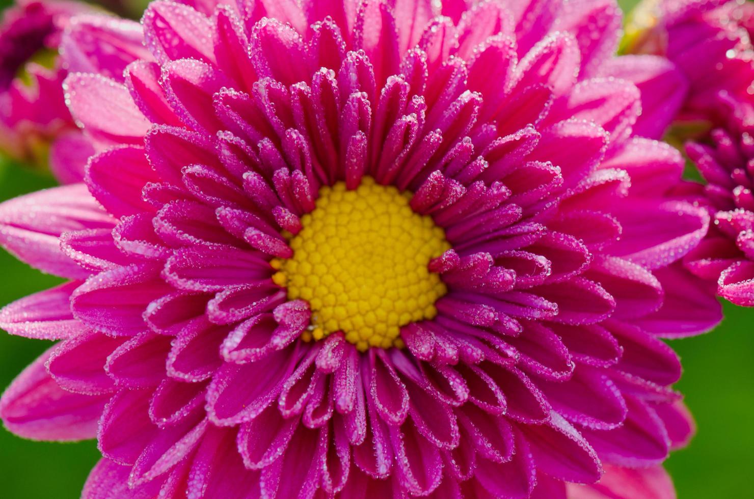 Close up fuchsia Chrysanthemum Morifolium flowers photo