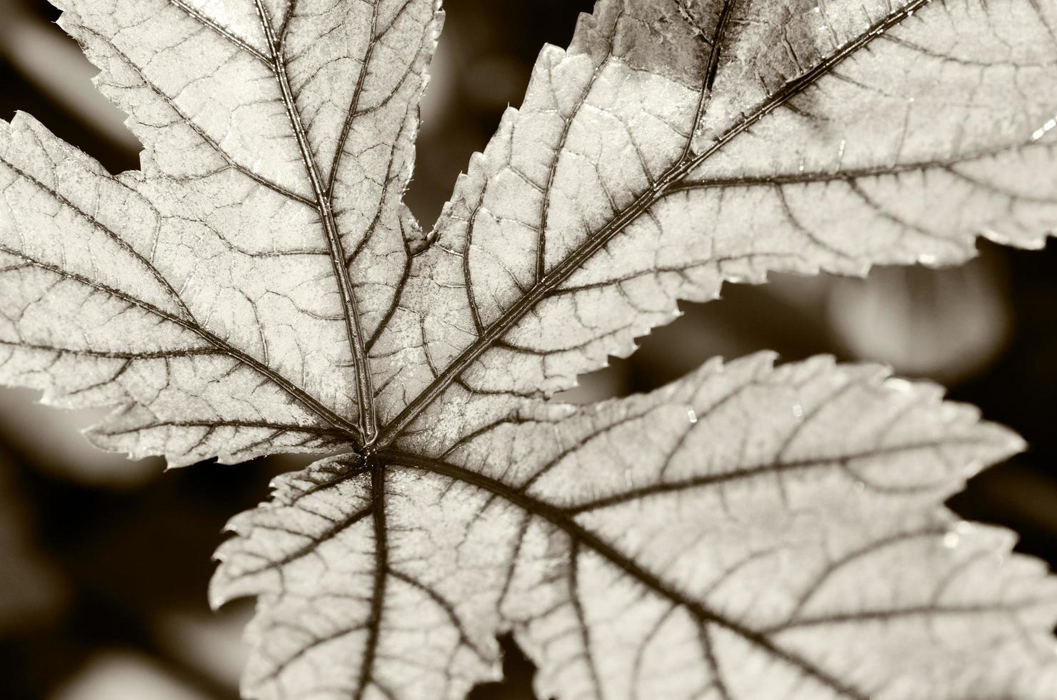 Texture leaf on black and white photo