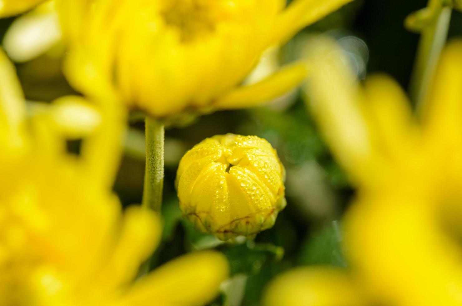 Close up buds yellow Chrysanthemum Morifolium flowers photo