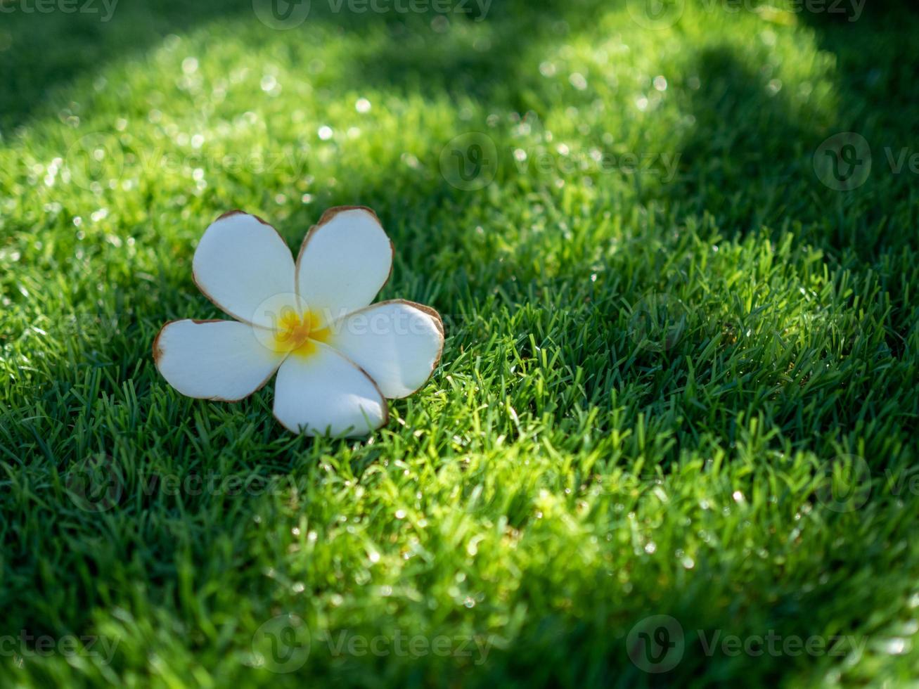 White flowers and green artificial grass are used for the background or texture. photo