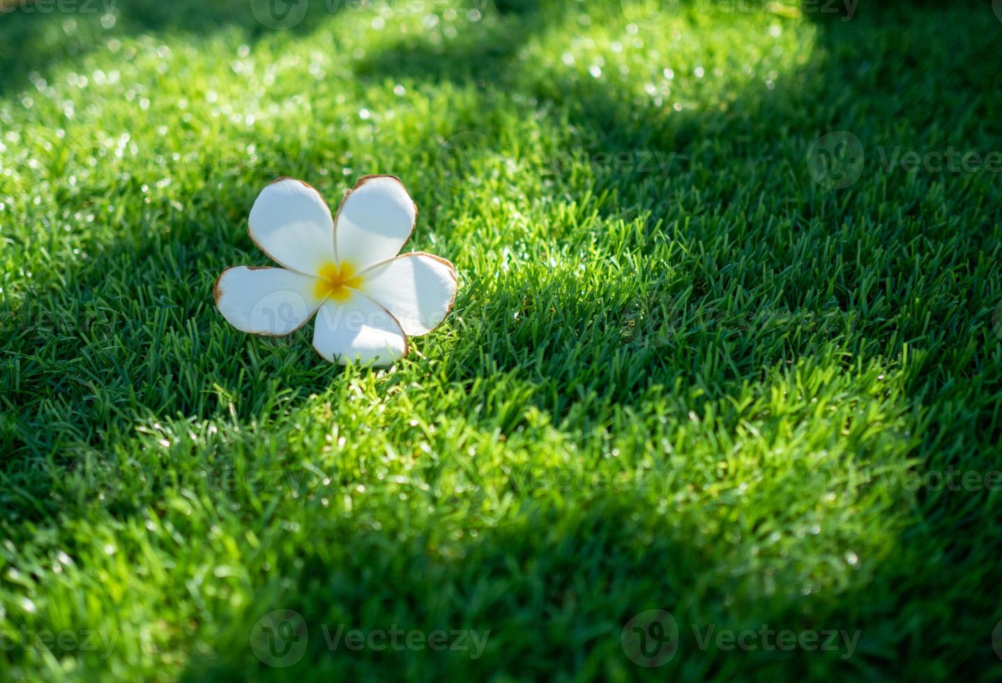 White flowers and green artificial grass are used for the background or texture. photo