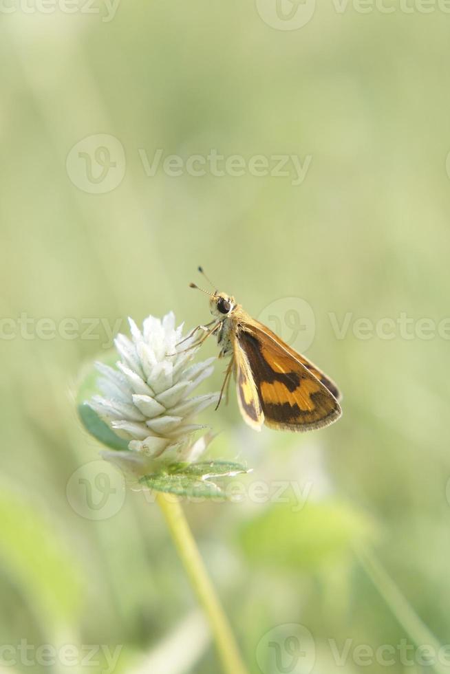 imagen de una hermosa mariposa posada en una flor con un fondo bokeh foto