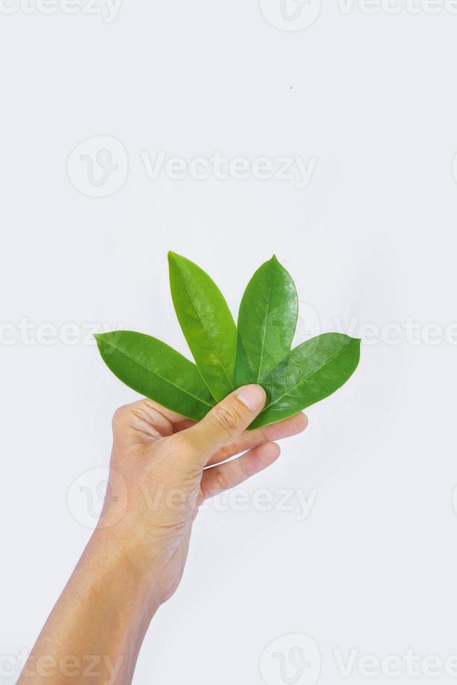 imagen de la mano de un hombre asiático sosteniendo cuatro hojas de guanábana aisladas en un fondo blanco. hierba, a base de hierbas, medicina herbaria, contra el cáncer. foto