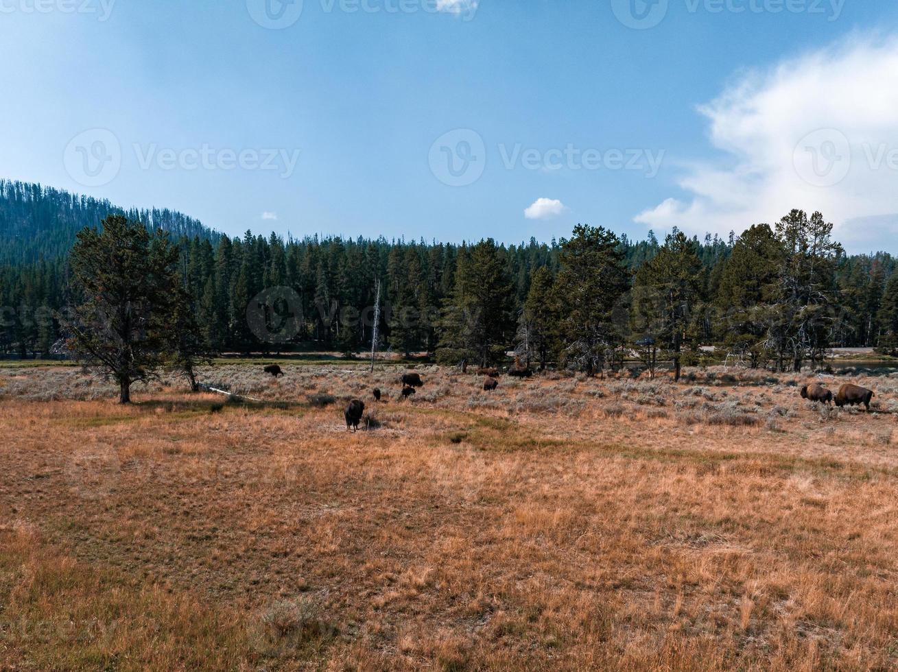 Bison in the Yellowstone national park, Wyoming photo