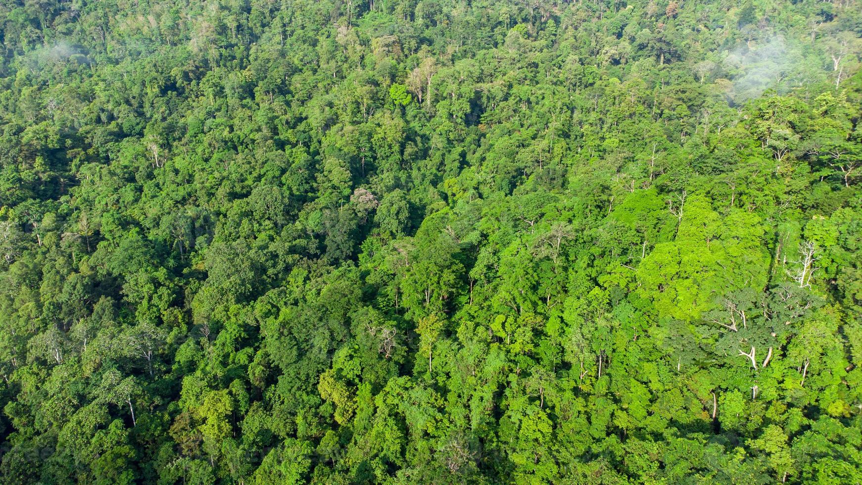 vista desde la cima del bosque tropical foto