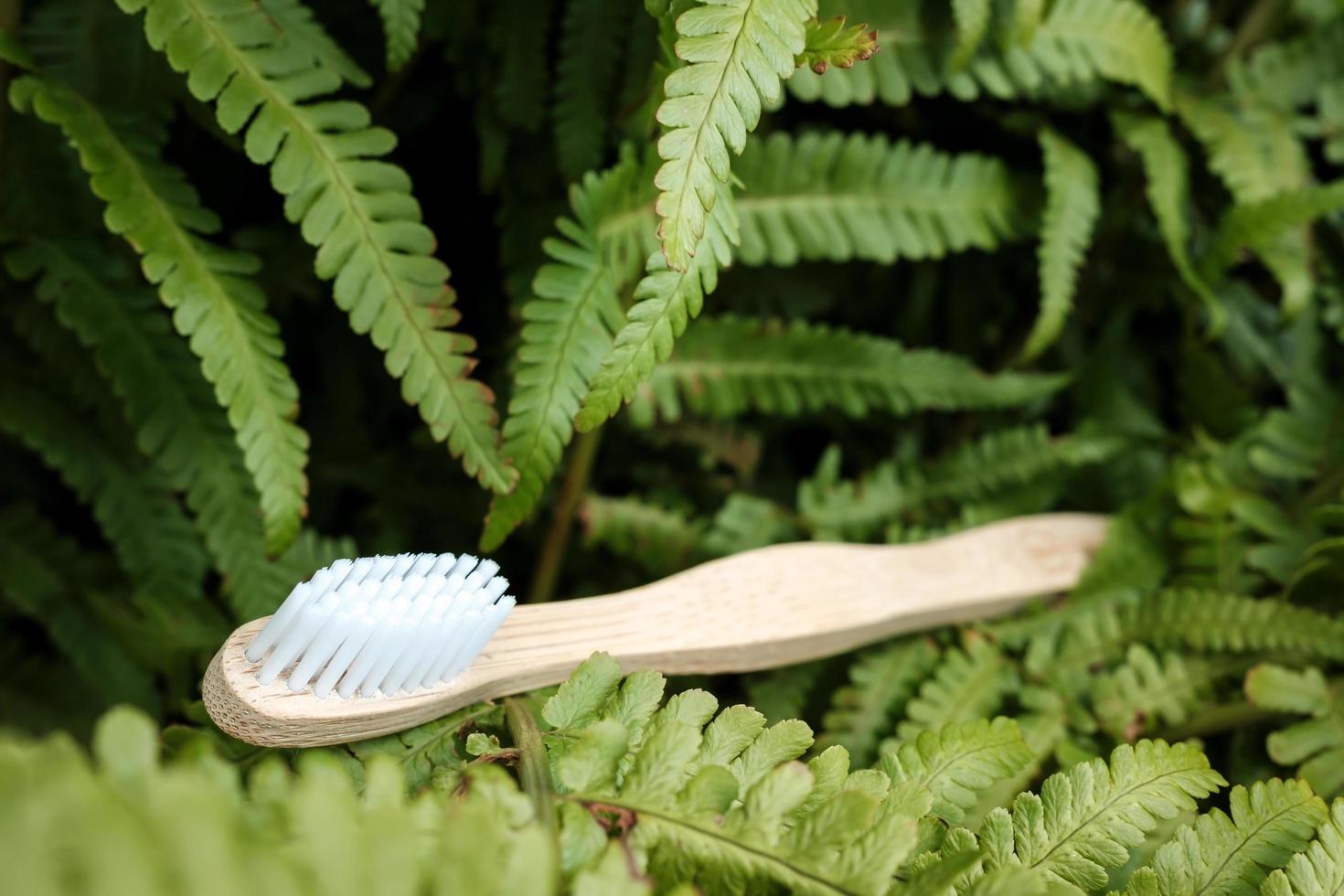 Biodegradable bamboo toothbrush lies among the leaves of a fern photo