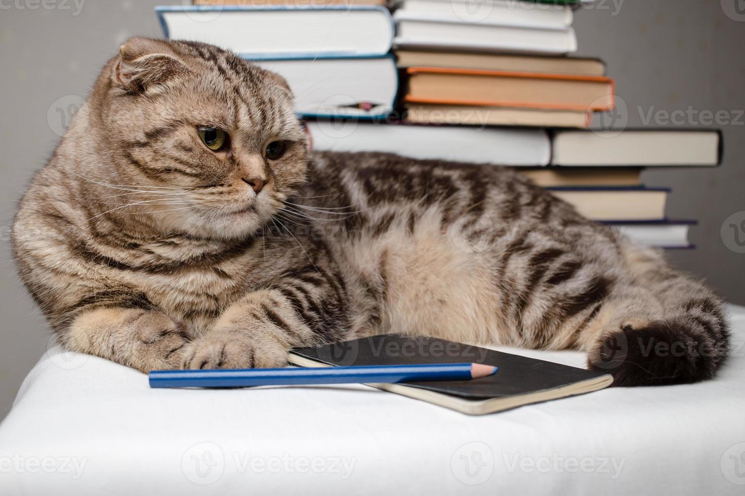 Scottish Fold cat lay down on the table next to a notebook and books, she is bored and needs attention. Education concept. photo