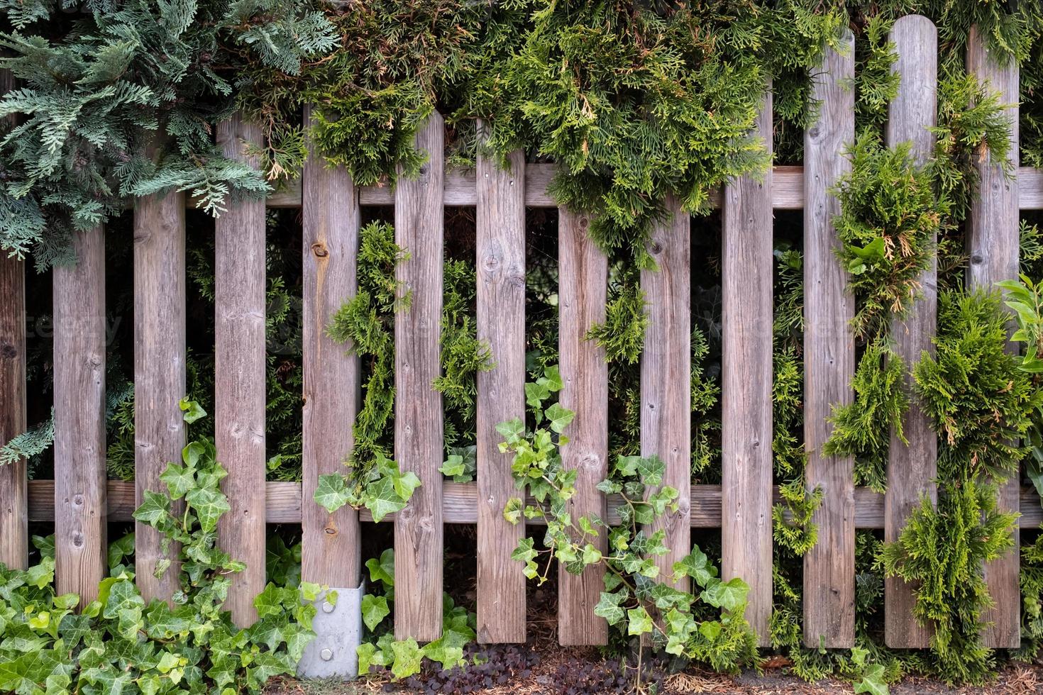 Wooden fence overgrown with green ivy and juniper. Cozy courtyard in a provincial town. Close-up. photo