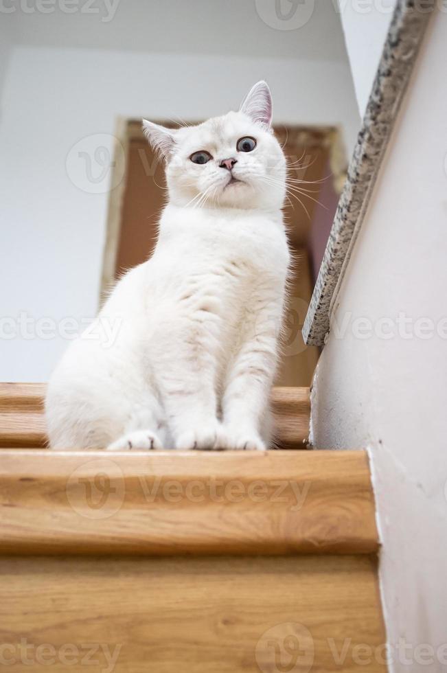 Charming, funny cat sits on the top step of the stairs and looks into the camera with interest, indoors. photo