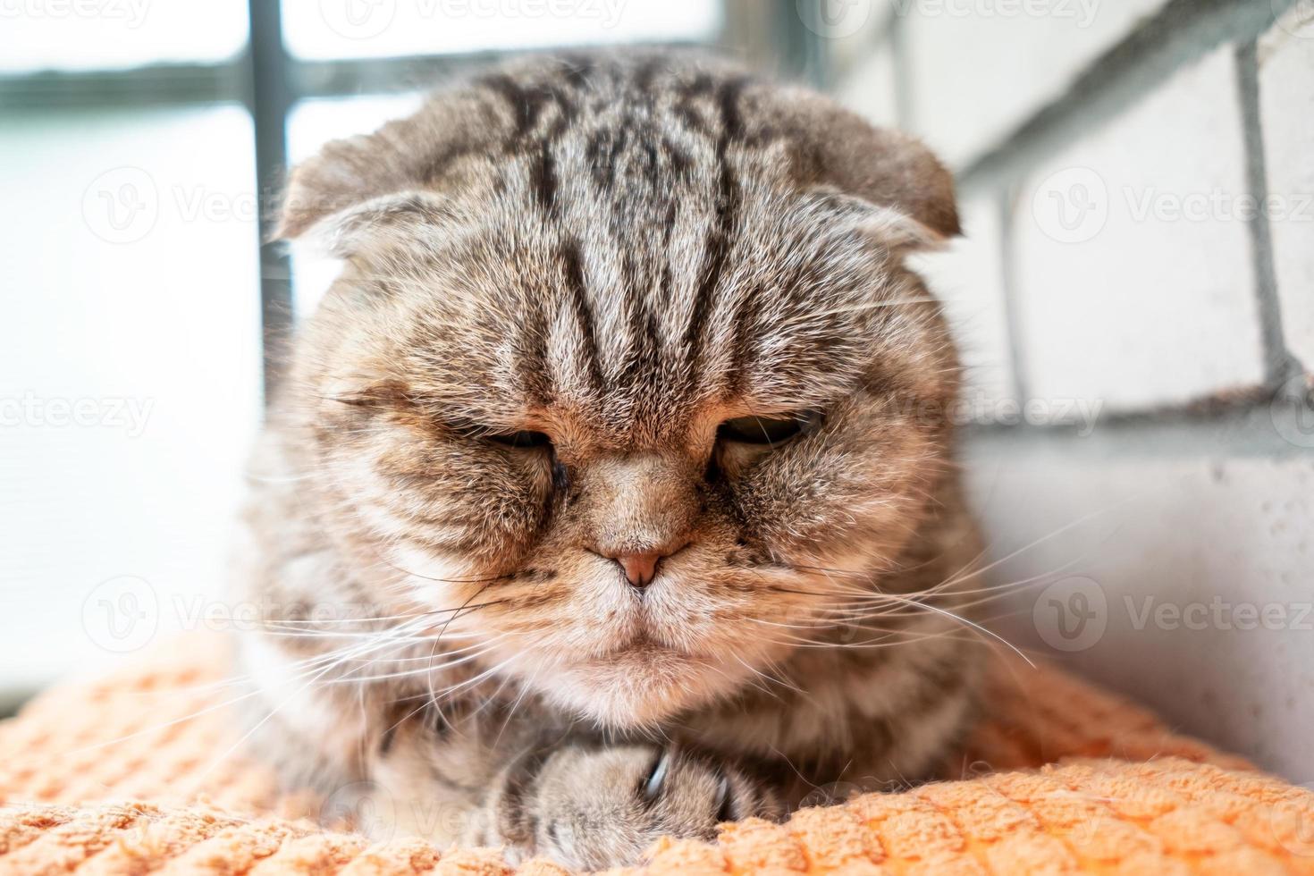 cat, scottish fold, está deprimida, está triste acostada sobre una almohada, contra el fondo de una pared de ladrillos. concepto de salud de mascotas. foto