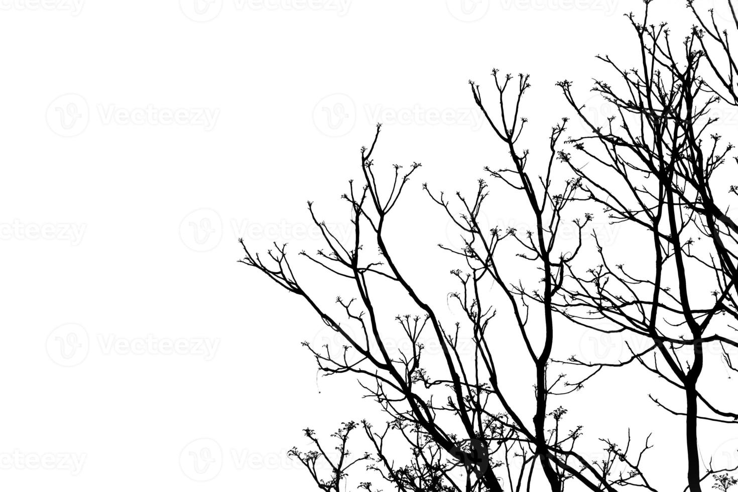 Silhouette of tree branch with clipping path photo