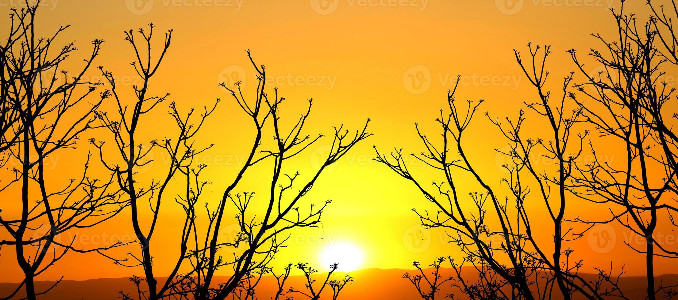 Silhouette of tree branch with clipping path photo