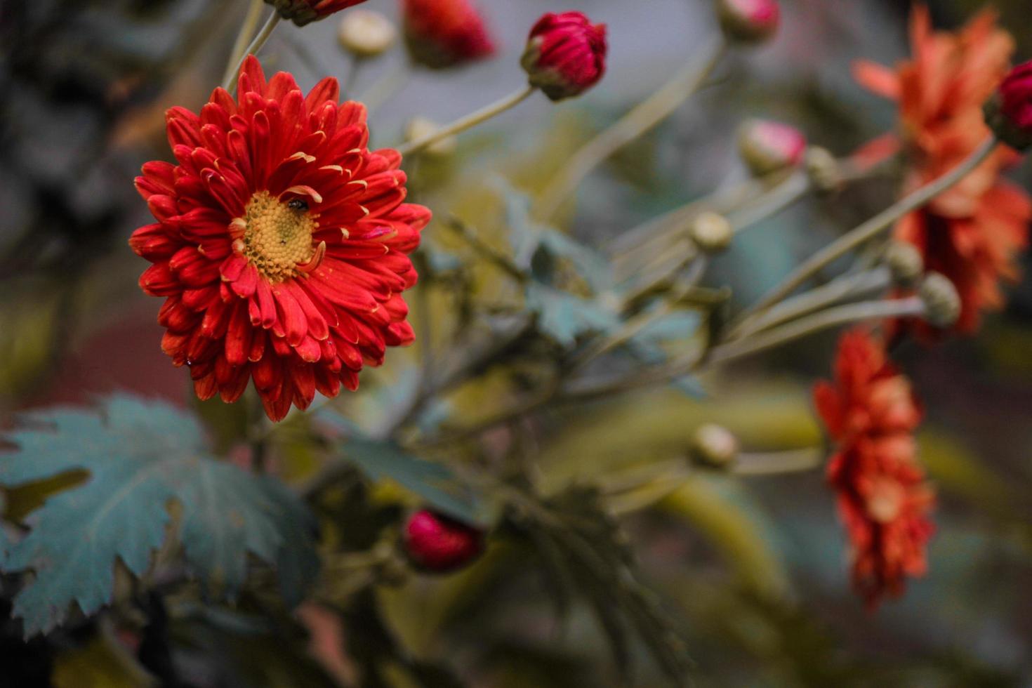 Photos of bright red flowers on the side of the road during the day
