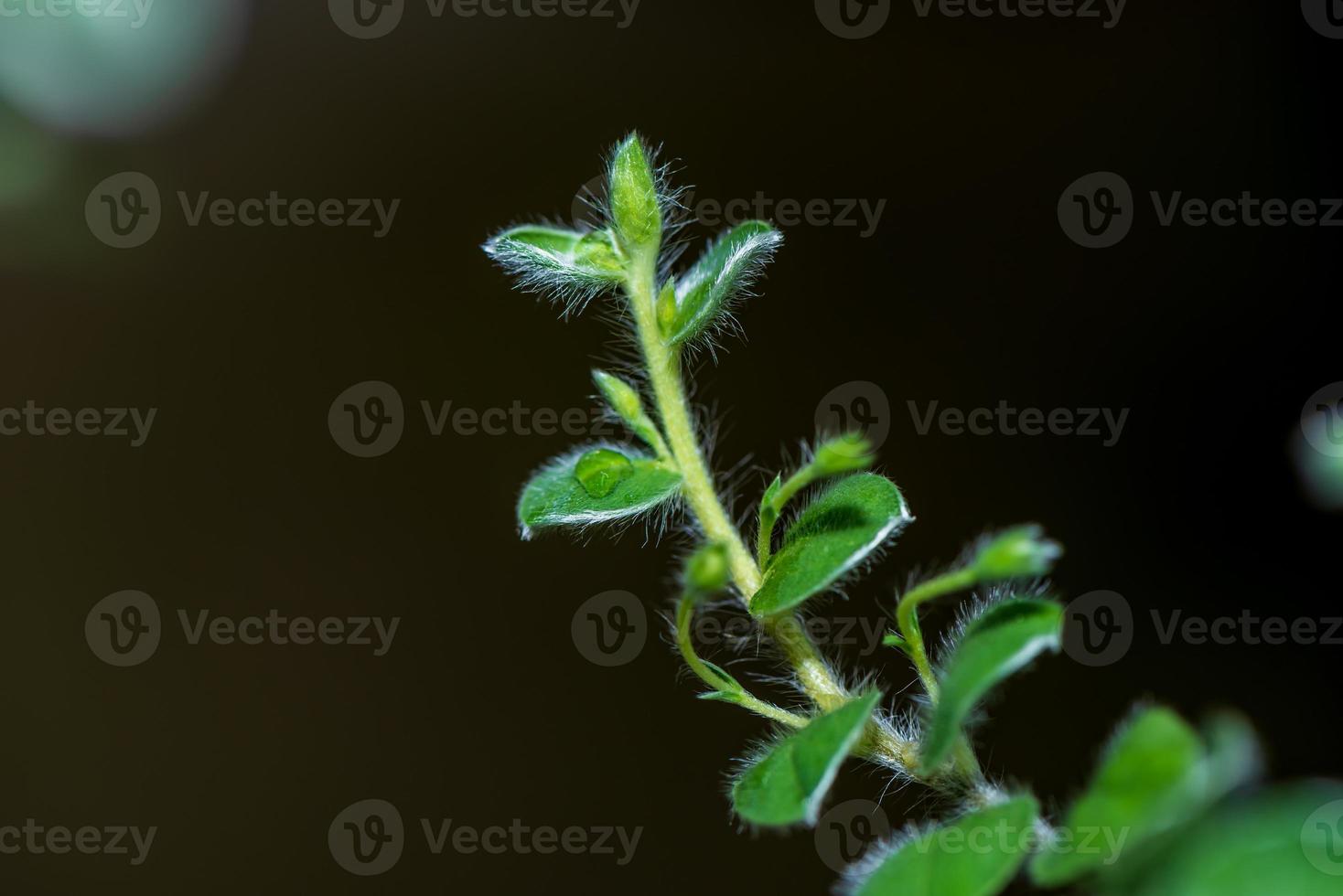 evolvulus alsinoides floreciendo en el jardín foto