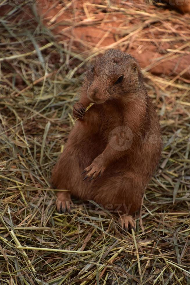 Black Tail Prairie Dog Holding a Piece of Hay photo