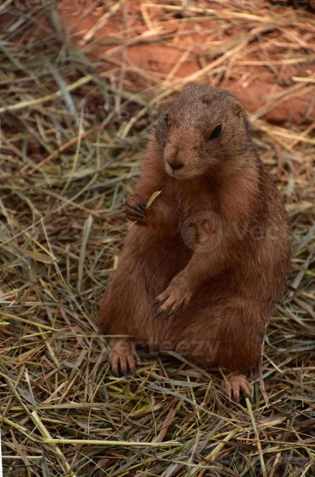 Black Tail Prairie Dog With Straw in His Paw photo