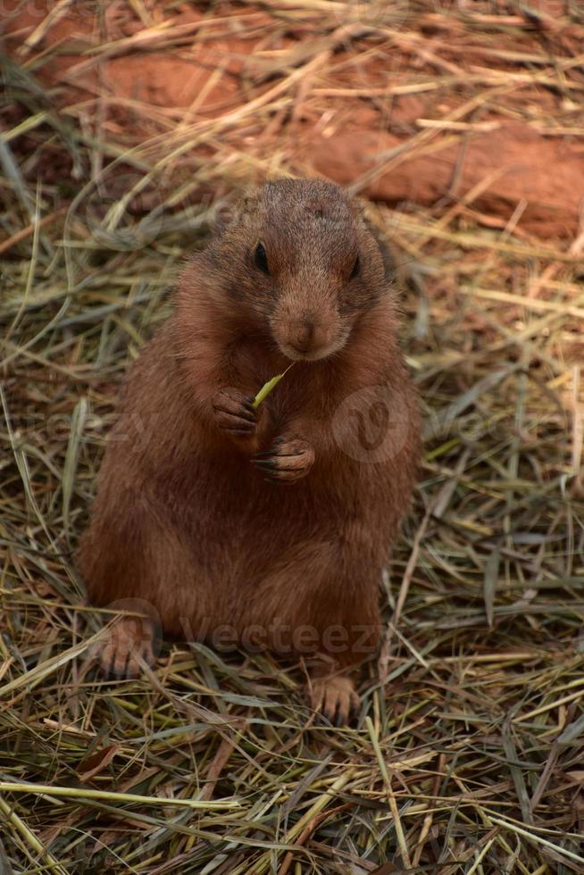 Hungry Black Tailed Prairie Dog Snacking Away photo