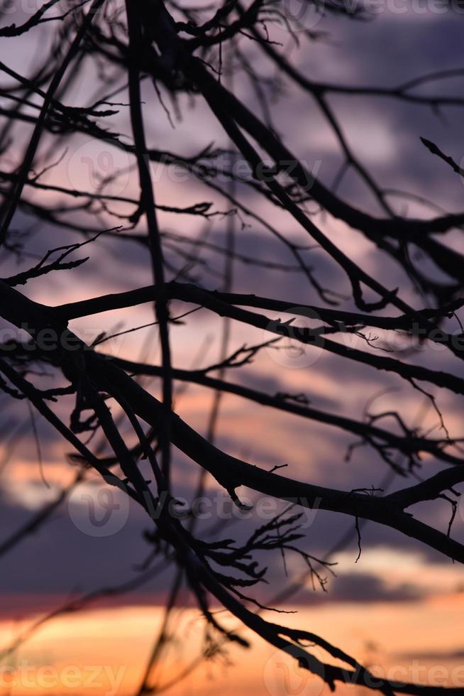 Dark branches of mountain ash on the background of a red-blue sunset. Black branches on the background of a beautiful sunset. photo