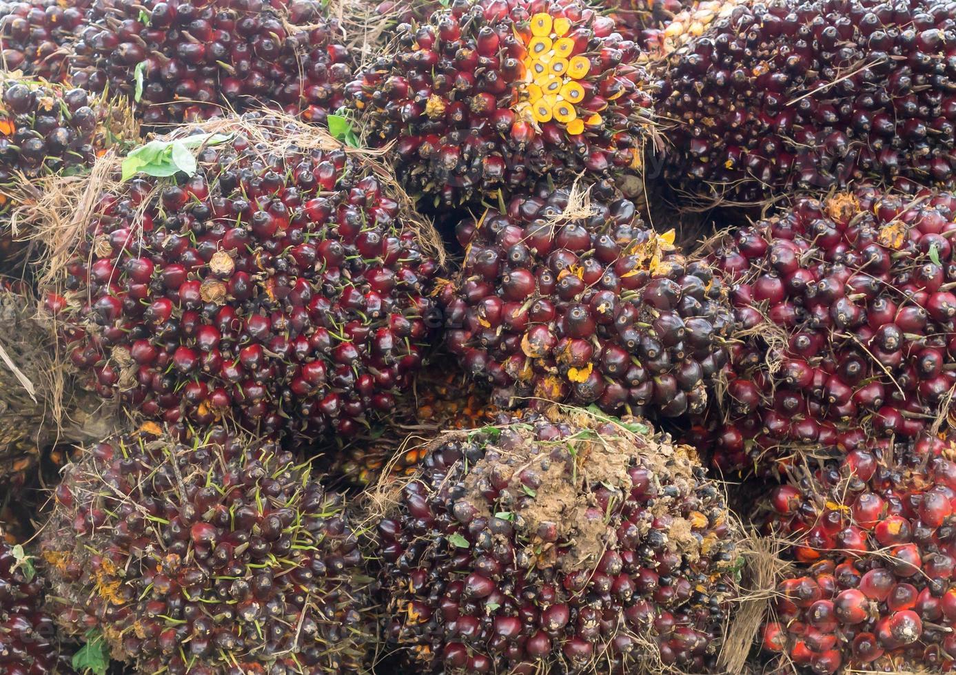 Ripe oil palm fruits in stack after harvest in plantation, Close up of ripe red oil plam fruits in bunches for background photo