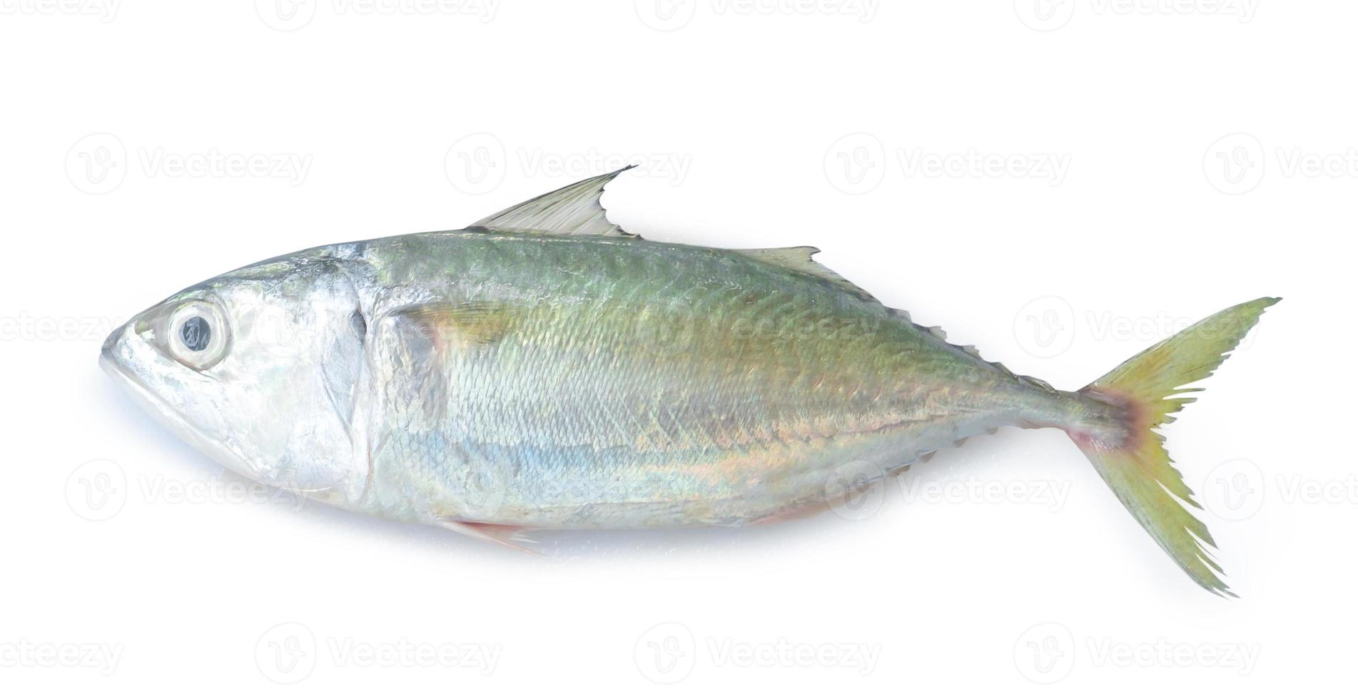 Single fresh mackerel fishs iisolated on white background with c photo