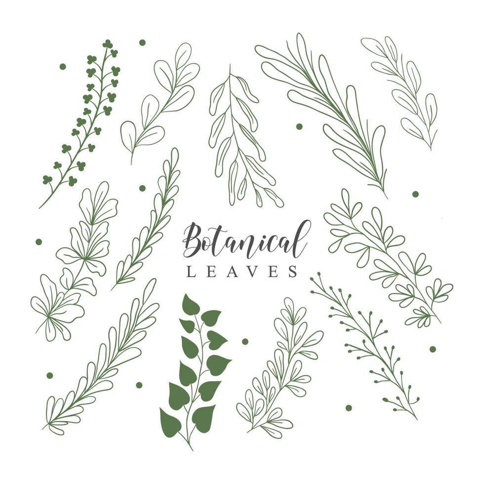 Botanical Leaves lineart vector