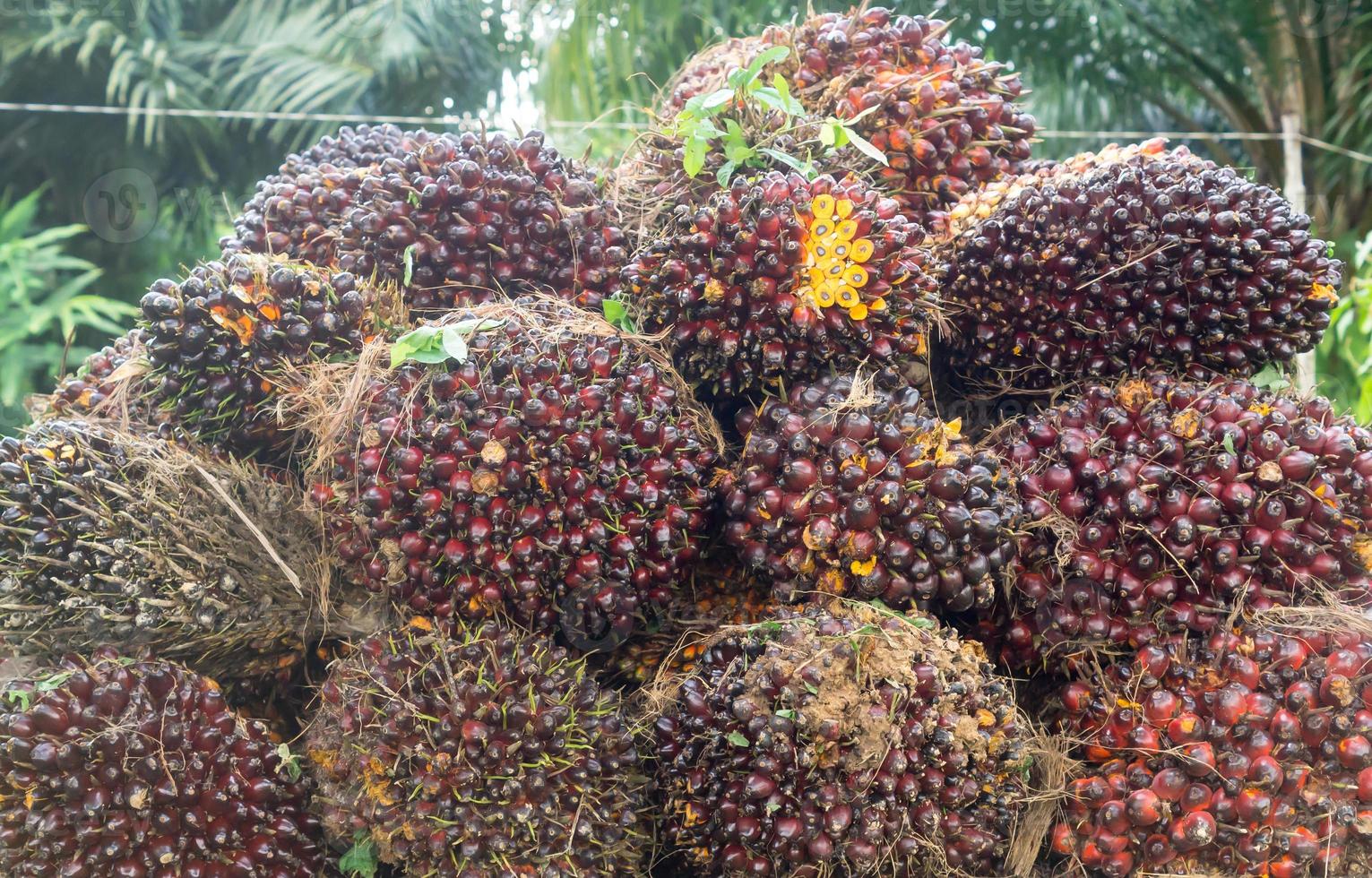 Ripe oil palm fruits in stack on pickup truck after harvest in plantation. Close up of ripe red oil plam fruits in bunches for background photo