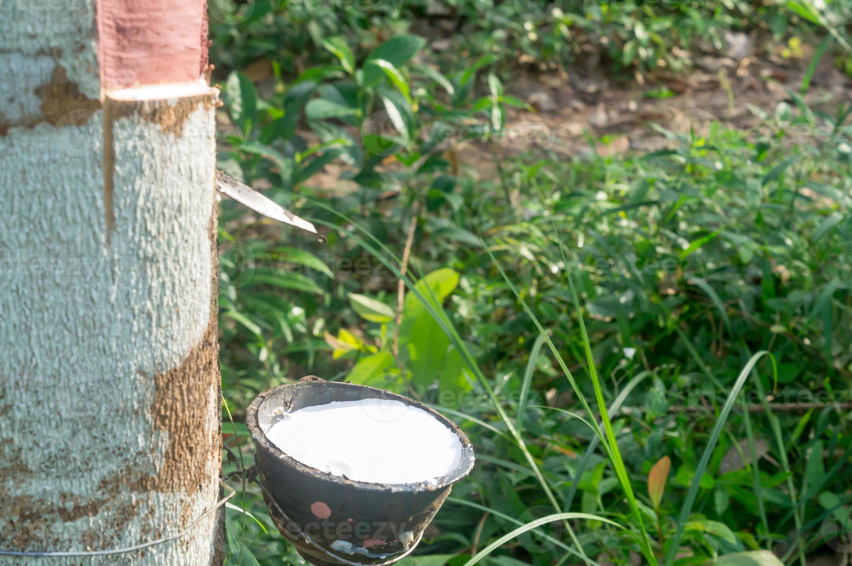 Fjord Onverenigbaar Edele Close up photo of bowl full of natural rubber latex tapped or extracted from rubber tree in rubber plantation in south of Thailand 16706905 Stock Photo at Vecteezy Fjord Onverenigbaar Edele Close up photo of bowl full of natural rubber latex tapped or extracted from rubber tree in rubber plantation in south of Thailand 16706905 Stock Photo at Vecteezy