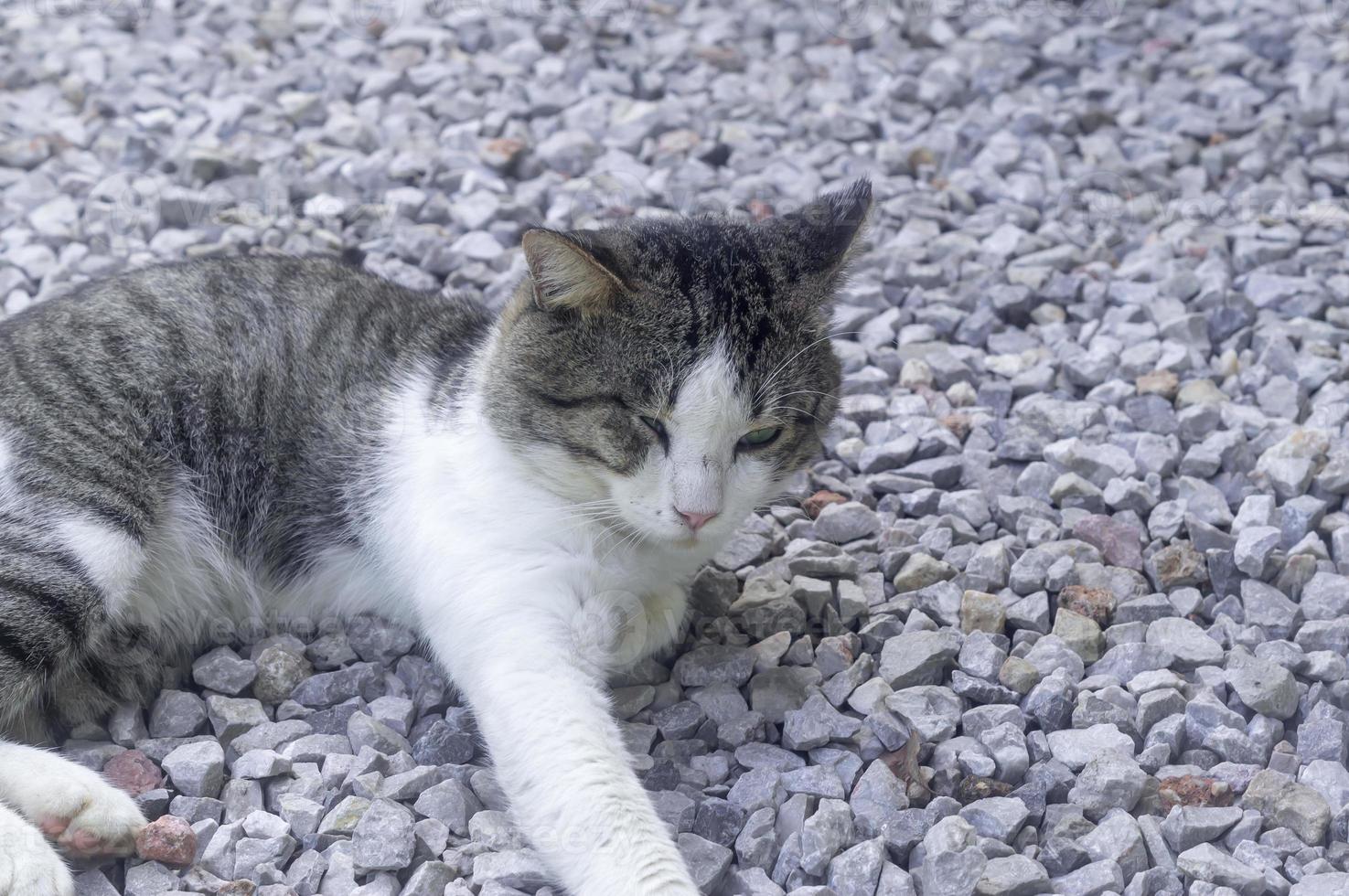 An adorable sad grey cat feeling sick or unwell lying curled up on grey construction stone background photo