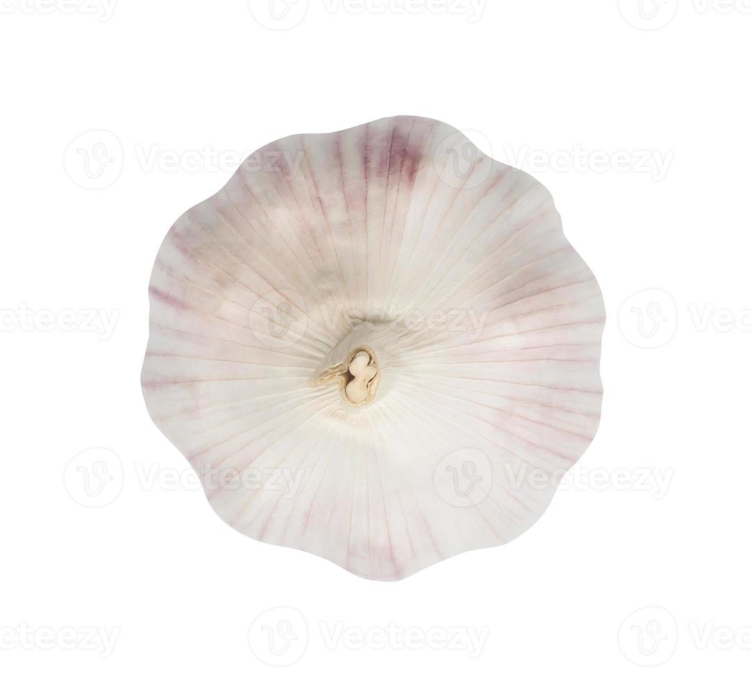 Top view of single fresh white garlic bulb isolated on white background with clipping path, Thai herb is great for healing several severe diseases, heart attact, Hyperlipidemia photo