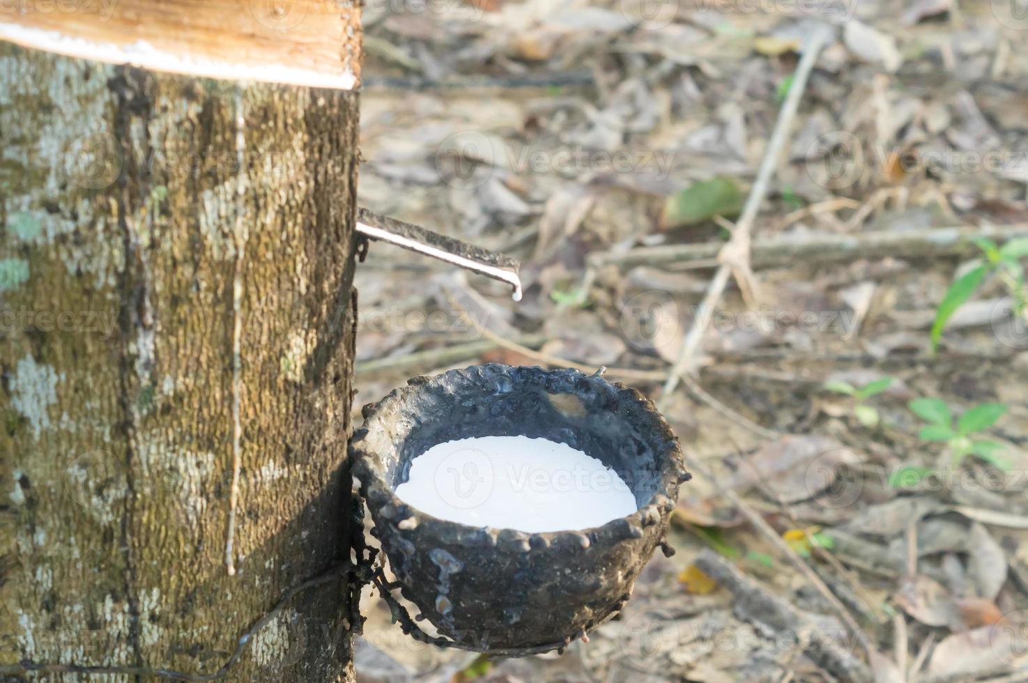 Close up photo of bowl filled by natural rubber latex tapped or extracted from rubber tree in rubber plantation in south of Thailand