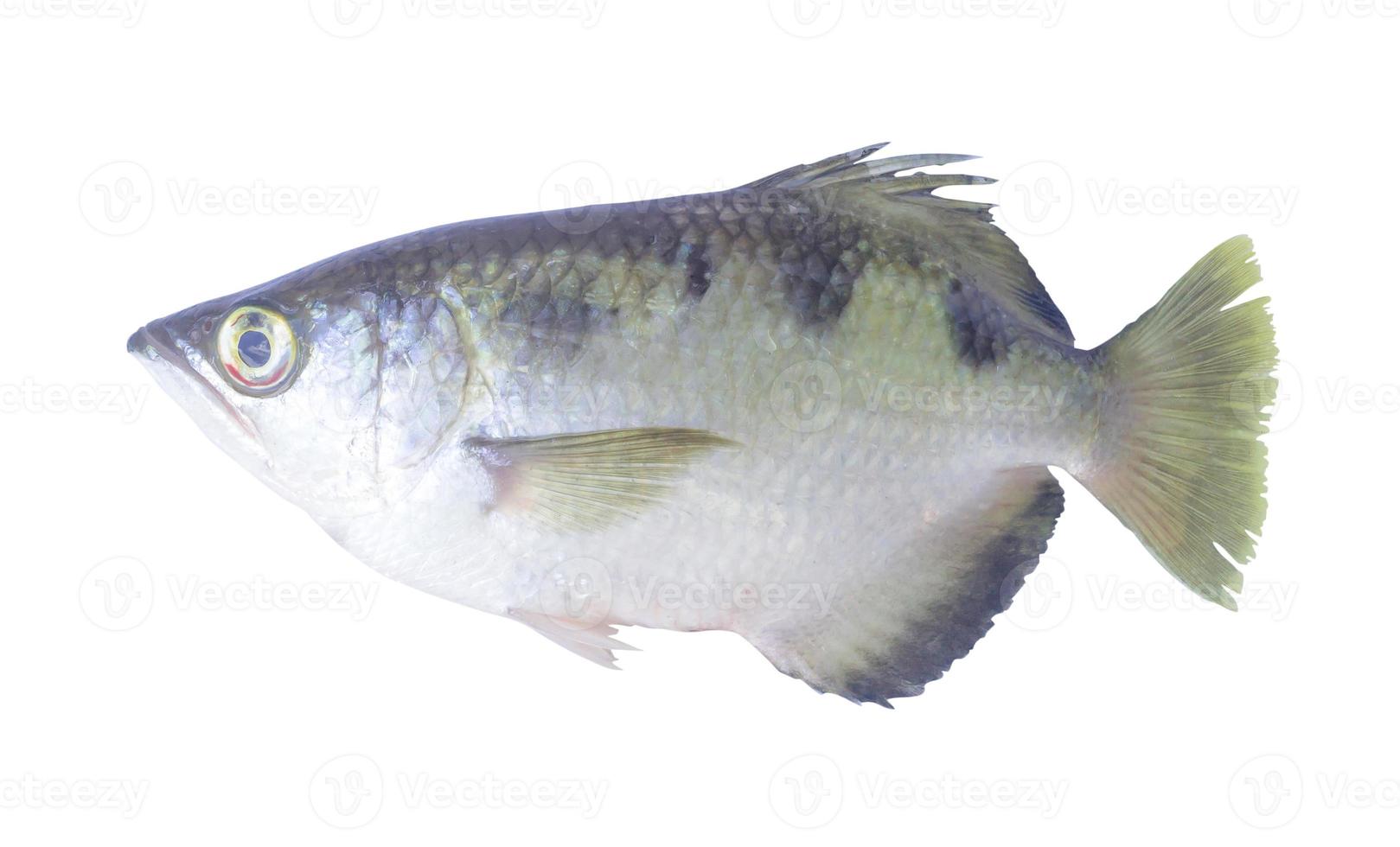 Single small beautiful sea fish looks like Siamese tiger fish isolated on white background with clipping path photo