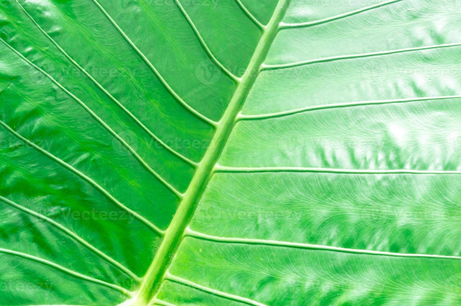 hoja de caladio verde única con rayas utilizadas para backgro natural foto