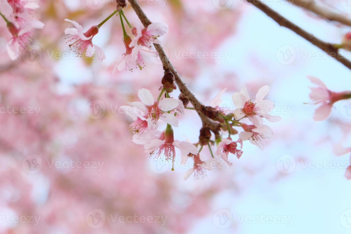 Pink cherry blossom in spring photo