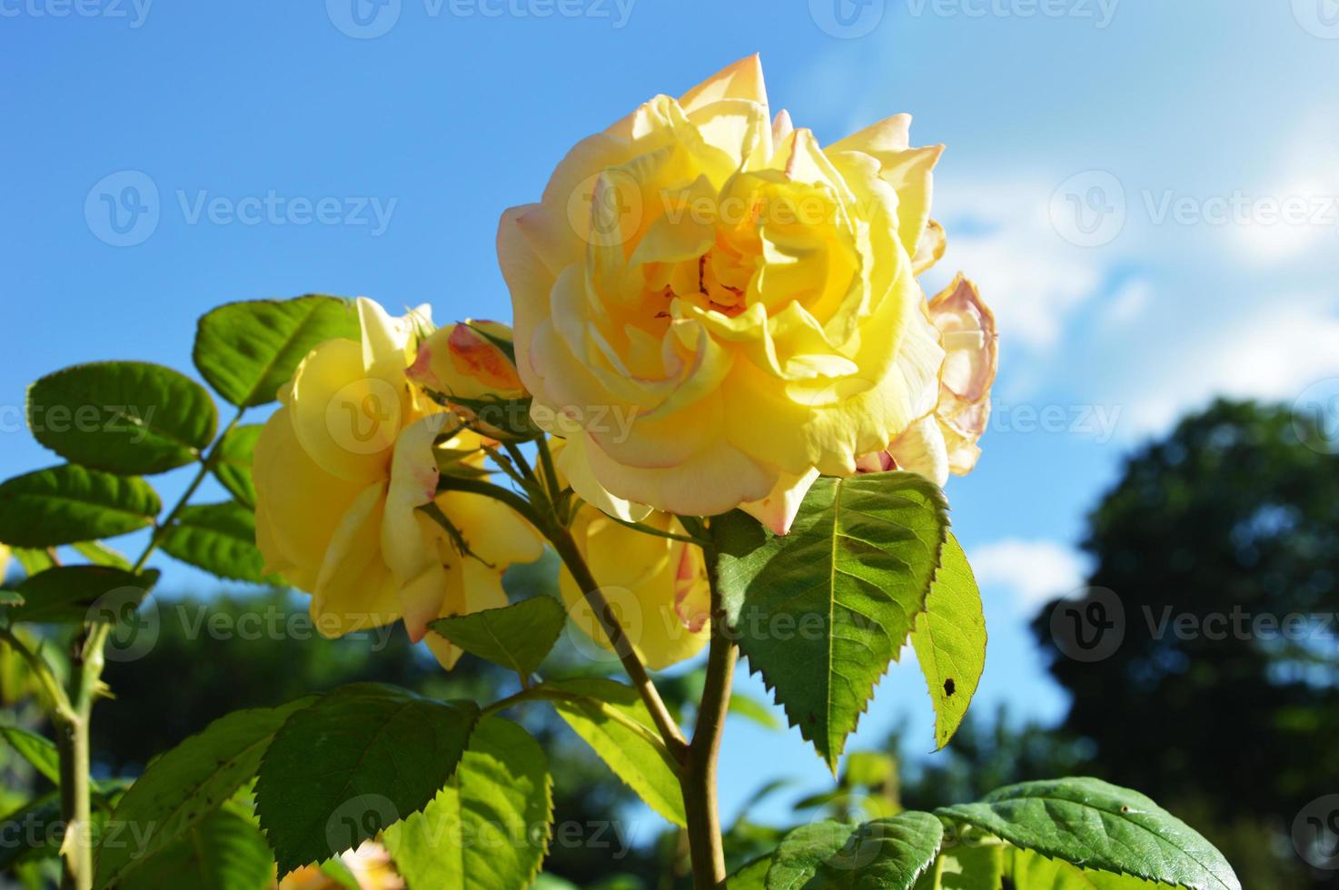 Beautiful yellow roses with green leaves against the blue sky on a sunny summer day bloom in the city park photo